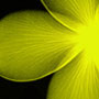 Digital Imaging